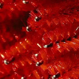 Lash-tastic Volume Package 